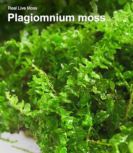 Live Moss – Plagiomnium Moss (3 Sheets, Each Approx. 3.5"x7") for Terrariums, Moss Balls, Bonsai & Natural Plant Decor – Naturally Grown, Reusable, Not Artificial - Image 5