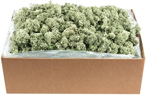 SuperMoss (21792) Reindeer Moss – Soft Preserved Moss for Home Decor, Crafts, Terrariums, Floral Design, and Wedding Decorations, 2,588 cu in, Green by SuperMoss