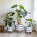 SQOWL Ceramic Pots for Plants - 8 Inch Plant Pot with Drainage Hole, Round Planter for Indoor Plants, Ceramic Flower Pots Outdoor, Modern Planter, Room Decor, Gifts for Plant Lover, Black and White - Image 7