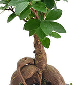 Arcadia Garden Products LV52 Ginseng Ficus Bonsai Live Indoor Plant in Speckled Splash Ceramic Planter for Home, Work, or Gift, Black *Cannot Ship to California* - Image 2