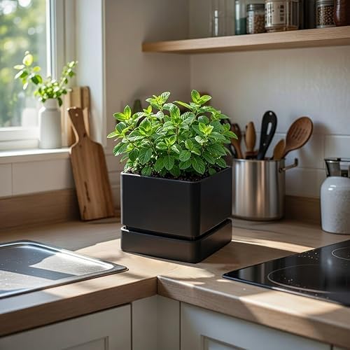 D'vine Dev 3-Pack Plastic Herb Planter Pots, 6 in, Black, 76-Y-B3-2 - Image 4
