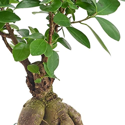 Arcadia Garden Products LV56 Ginseng Ficus Bonsai Live Indoor Plant in Tropico Leaf Ceramic Planter for Home, Work, or Gift, Green *Cannot Ship to California* - Image 2