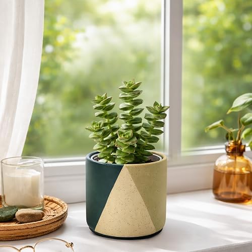 D'vine Dev 2-Pack Cachepot with Clear Pot, 4.5 in, Desert Forest, 93-V-B-1 - Image 3