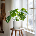Ceramic Pot for Plants 7 Inch - Modern Round Indoor Outdoor Planter with Drainage Hole and Saucer, Home House Office Room Decor, White - Image 6