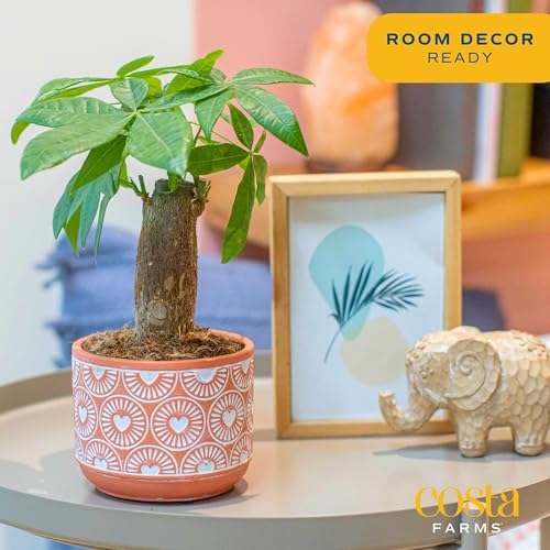 Costa Farms Money Tree, Live Indoor Plant, Braided Trunk, Easy Care - Image 2