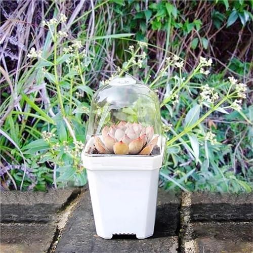 30 Pcs Plant Nursery Pots with Humidity Dome for Succulents & Seedlings - Image 6