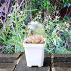30 Pcs Plant Nursery Pots with Humidity Dome for Succulents & Seedlings - Image 6