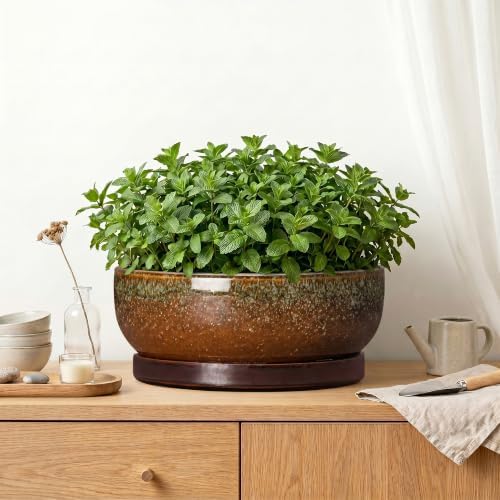 Bonsai Planter, 13 Inch Ceramic Succulent Pots, Speckle Brown - Image 6