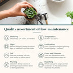 Shop Succulents Verde Succulent Plant Pack Bulk Collection - Live Mini Succulent Plants, Low Maintenance, Mix of Green Succulents & Textures - Wedding and Party Favors, Gift & Garden, Pack of 100 - Image 7