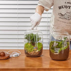 Plant Terrarium with Grow Light: 8.6H+6.3W Glass Terrarium - Image 4