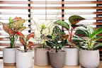 Gardenera Aglaonema Plant Potting Soil - All-Natural Blend for Thriving Aglaonema Plants - Boosts Root Health and Distinctive Foliage - 10 Quart - Image 2