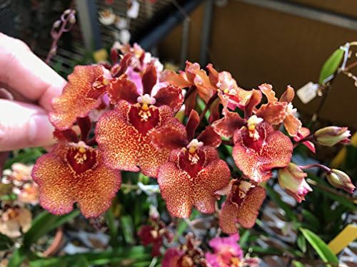 MSU Orchid Fertilizer 13-3-15 (Greencare) Reverse Osmosis, Rain, Tap Water Formula. 2 Pounds, Scoop Included - Image 4