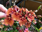 MSU Orchid Fertilizer 13-3-15 (Greencare) Reverse Osmosis, Rain, Tap Water Formula. 2 Pounds, Scoop Included - Image 4