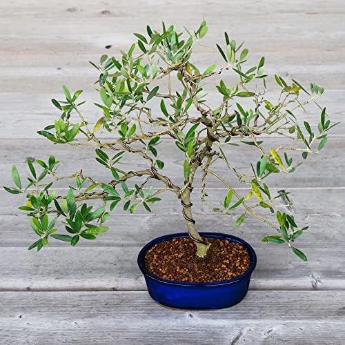 Wazakura Banko Series 2 PCS Blue Bonsai Pot Set with Drainage Holes, Made in Japan Ceramic Garden Planter Pack, Handmade Glazed Houseplant Bowl - Image 2