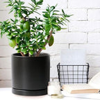 Yukfona Ceramic Plant Saucer Tray 2 Pcs 8 Inch Black, 8.5" OD x8.15 ID x1 Deep| Fits Flower pots Bottom≤ 8.15", Heavy Duty Glazed Round Planter Drip with Catch Basin for Indoor Outdoor Plants - Image 5