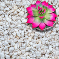 GARDENWISE Perlite for Plants, Extra Coarse Grade 4 Horticultural Perlite, Organic Perlite for Gardening Indoor & Outdoor, Made in USA (30 quarts) by GARDENWISE