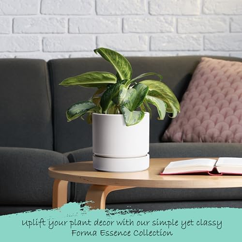 Phoenix Vine 6 Inch Planter Pot with Drainage Hole & Saucer, Deep Water Catch Tray, Straight Cylindrical Round Pot for Plants, Matte White, Pack of 2, 23-B-S-2 - Image 6