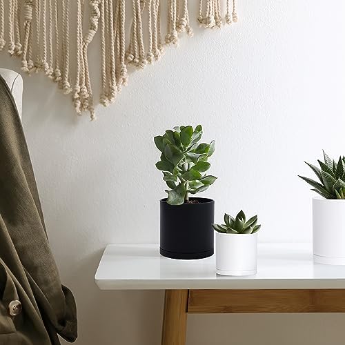 D'vine Dev 12-Pack Black Plastic Planters with Saucers, 3.5 in, 74-Y-D-4 - Image 6