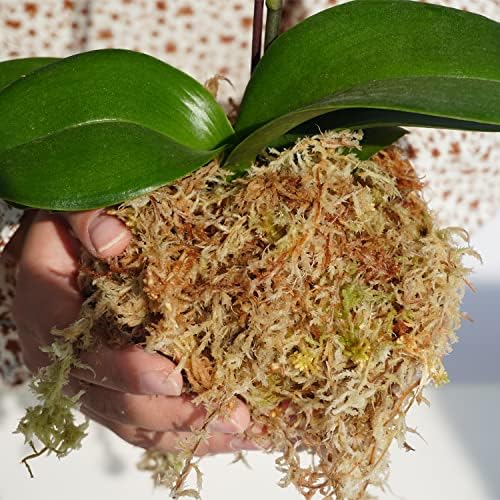 Sphagnum Moss 1.2 lb for DIY Moss Pole, Great Potting Mix for Indoor Plants, Help with Maintain Humidity - Image 3