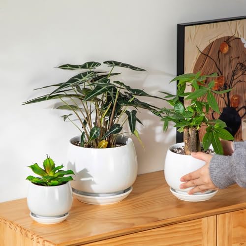 vancasso 3-Pack Ceramic Plant Pots, 3.7/4.8/6.2 Inch Indoor Planters with Saucers & Drainage Hole Planter pots for Indoor Plants and Flower, White - Image 5