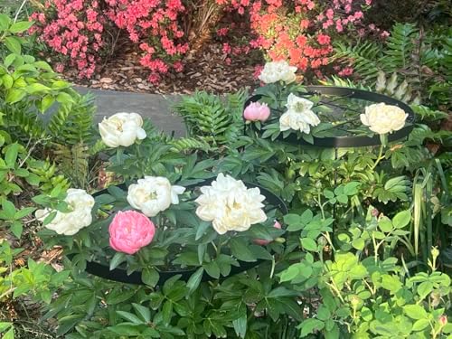 23.6" Peony Cages and Supports,Plant Support Ring for Hydrangea - Image 3