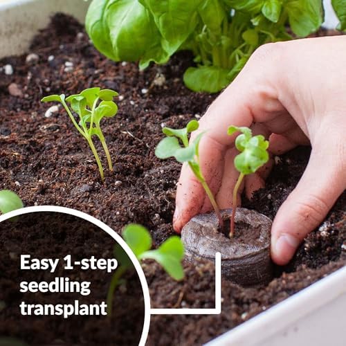 Jiffy Plant Germination Kit - Cold Hardy Vegetable - 72 Cell, 2 Pack - Image 6