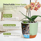 QCQHDU 5.7Inch Orchid Pots with Holes for Repotting, Double-Layer Plastic Self Watering Flower Pots for Indoor Plants with Drainage Holes, Clear Orchid Pot Match Decorative Orchid Container, 3 Packs - Image 4