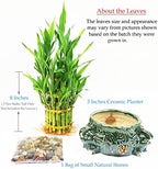 Athena’s Garden Lucky Bamboo Indoor Live Plant 3 Tier Tower Fresh Plant in Ceramic Planter (Elephant) - Image 4