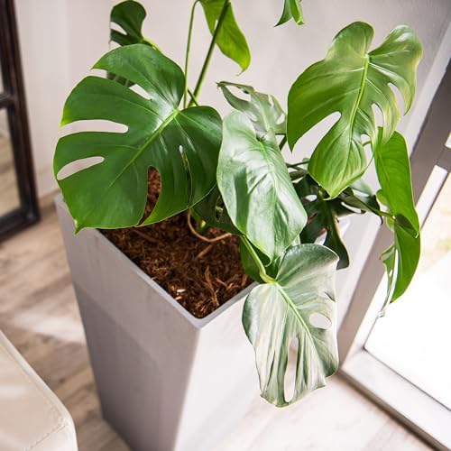 XBrand Modern 30-Inch Tall Square Planter, Modern Tapered Perfect for Indoor & Outdoor, Patio Décor, Set of 2, Gray - Image 5