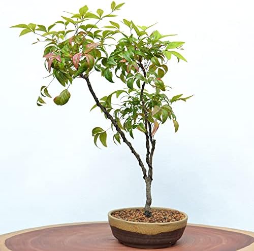 Wazakura Shigaraki Series Yellow Dust Stripe Glazed Ceramic Bonsai Pot - Image 7