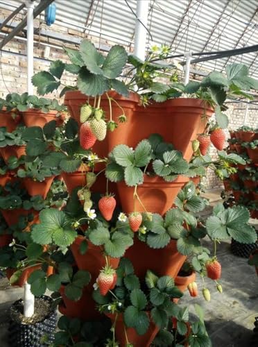 5-Tier Strawberry and Herb Garden Planters 5@13x13x5.2 inch - 24 quart Stackable Gardening Pots with 10 Inch Saucer (Terra-Cotta) - Image 4