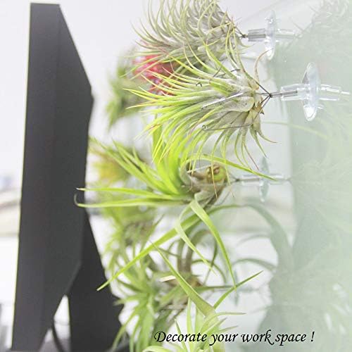 10 Pack Vertical Air Plant Holder (Suction Cup, Stainless Steel Tillandsia Air Plant Planter) A Unique Set of Air Plant Containers for Creating Tillandsia Art Display on Window. (Medium) - Image 6