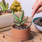 D'vine Dev Set of 4 Terracotta Shallow Planter Pots for Succulent, 3 Inch 4 Inch 5 Inch 6 Inch, Small Flower Plant Pots with Drainage and Saucer, 40-Z-0 - Image 6
