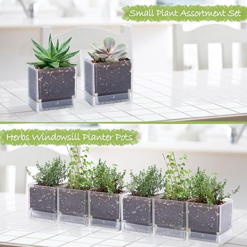 D'vine Dev 6-Pack Acrylic Herb Planter Pots, 4 in, Clear, 76-Y-D-1 - Image 4