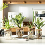 Glass Plant Propagation Stations for Plants – Set of 12(6 Large & 6 Small) Hydroponic Vases for Plant Cuttings,Flower Arrangements, Home & Office Decor–Desktop Vases for Living Room, Bedroom (12) - Image 3