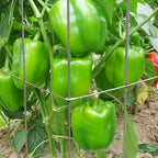 46" Height 12" Width 5PCS Galvanized Square Folding Tomato Cage,Plant Support Stake Tower - Image 6