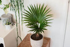 GARDENERA Palm Tree Potting Mix - The Ultimate Soil for Strong and Healthy Palms - Top Choice for Palm Tree Growers [4 Quart Bag] - Image 7
