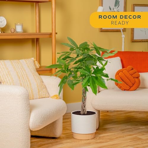 Costa Farms Money Tree Live Indoor Plant, Pet Friendly, 3-4 Ft. Tall - Image 2