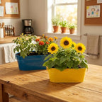 BUZZY 2 Pack Sunflower and Marigold Cherry Tomato Indoor Grow Kits with Yellow and Blue Planters, Non-GMO Seeds and Growing Medium, Windowsill Gardening Gift for Beginners - Image 7