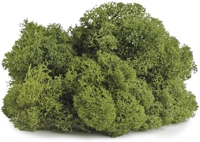 SuperMoss (25155) Reindeer Moss Preserved, Basil, 3 Pounds - Image 2