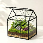 Ferrisland Glass Geometric Plant Terrarium, Clear Glass Succulent by Ferrisland