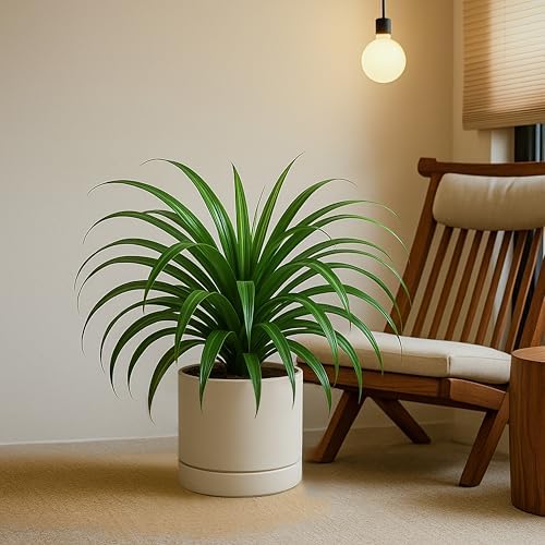 Phoenix Vine 8 Inch Planter Pot with Drainage Hole & Saucer, Deep Water Catch Tray, Straight Cylindrical Round Pot for Plants, Oatmeal, Pack of 2, 23-E-T-2 - Image 6
