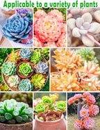 TOYPOPOR Succulent Soil, Cactus Potting Mix 12.5 Pounds/10QTS, High Drainage, Pre-Mixed Ready to Use for All Succulent Varieties, Indoor Plants, Bonsai, Terrarium, Houseplant, 30% Particles 70% Soil - Image 6