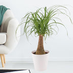 Gardenera Nolina Potting Mix - Promote Strong Roots and Captivating Form with Our Premium Blend - 4 Quart - Image 2