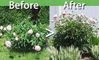 TCBWFY 8 Sets Peony Support Cage, 12" Dia x 24" High, Heavy Duty Metal Plant Support, Grow Through Hoops Grids, 4mm Legs, Green, Round - Image 4