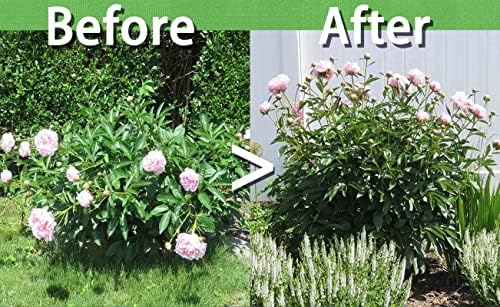 TCBWFY 8 Sets Peony Support Cage, 12" Dia x 24" High, Heavy Duty Metal Plant Support, Grow Through Hoops Grids, 4mm Legs, Green, Round - Image 4