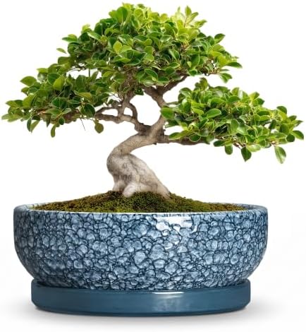 10 Inch Ceramic Bonsai Pots with Saucer, Scale Blue by Unknown
