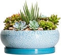 Succulent Pots 8 Inch - Ceramic Bonsai Pots with Drainage Hole and Saucer, Succulent Planters for Indoor Plants Outdoor, Round Shallow Planter Bowl, Porch Decor, Gardening Gifts, Blue by EPFamily