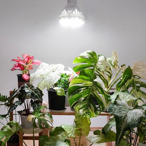 30W BR30 Grow Light Bulb, E26, Remote Timer, Full Spectrum 4000K - Image 4