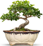 Ceramic Bonsai Tree Pots - 11 Inch Succulent Pots with Drainage Hole, Decorative Bonsai Pot for Indoor Outdoor Plants, Succulent Planters, Front Porch Decor, Gardening Gifts, Oval Beige-Brown by Teagas